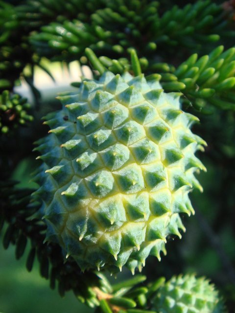 Picea orientalis gale ananas